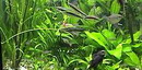 Echinodorus intermedius,amazonicus,bleheri,اکینودوروس,پلنگ,Burhead
